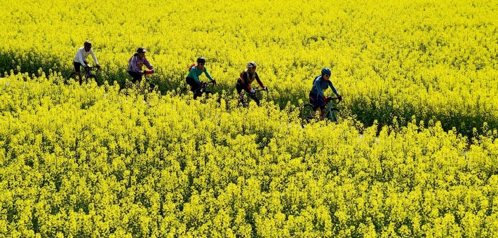 天马镇油菜花绽放乡村经济活力