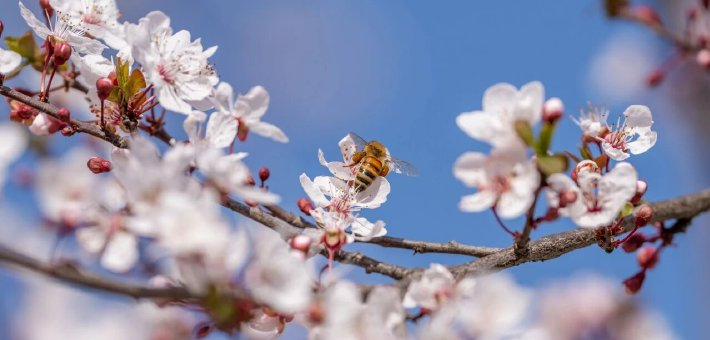 金堂这儿的花太美了