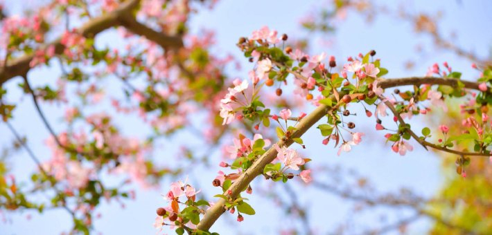 金堂这片“限定花海”藏不住了