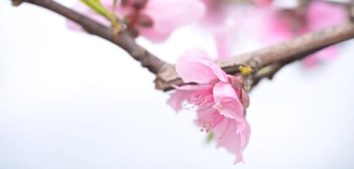 无数游客来到金堂这里 只为看见