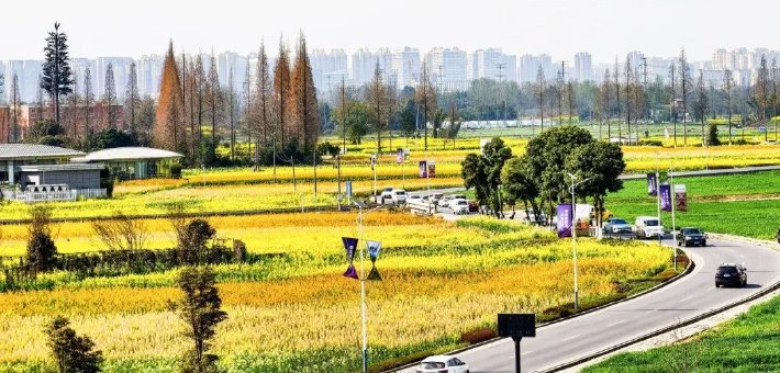 郫味醉春糖 花香衬春光