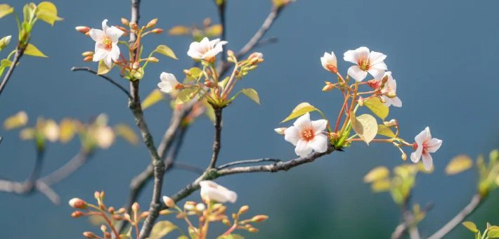 金堂这片花海也太美了