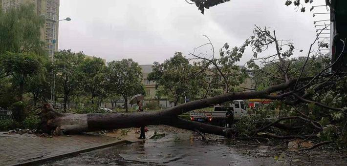风雨中济南一路段大树倾倒