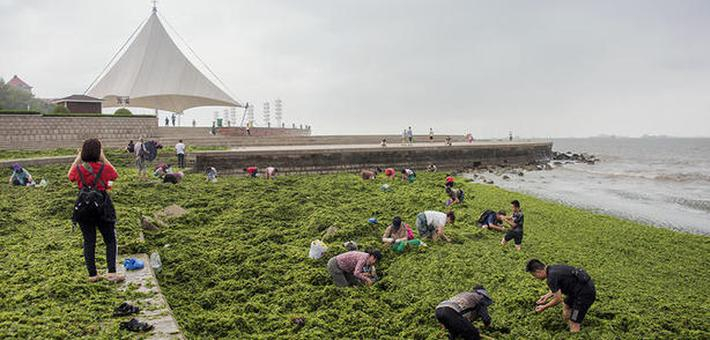 烟台一海边台风刮上来成片海菜
