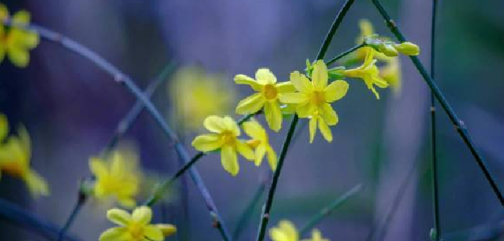 济南趵突泉迎春花绽放耀眼灵动