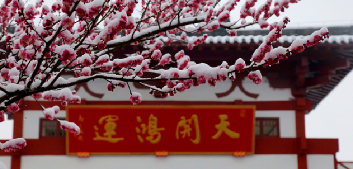 济南红叶谷梅花进入最佳观赏期