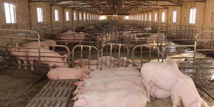 农业农村部:山东省济南市莱芜区发生非洲猪瘟