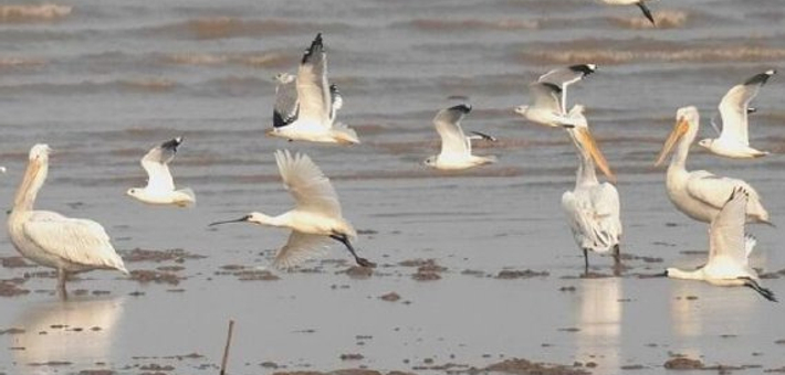 18只卷羽鹈鹕到访上海崇明东滩
