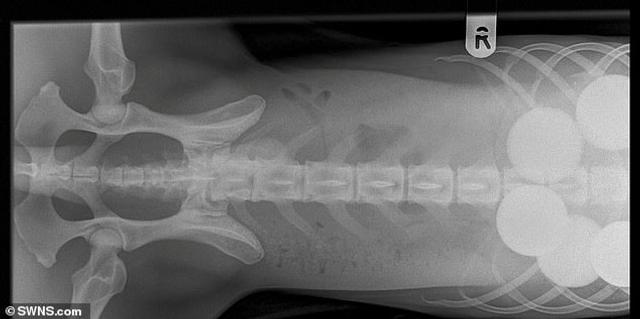 小狗不慎吞下5只高尔夫球 主人看x光片惊呆