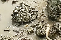 深圳湾惊现大量海鲜！很多人提桶去捡！官方紧急提醒