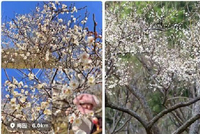 免费!1700株梅花初绽!我劝你这个冬天来一趟……