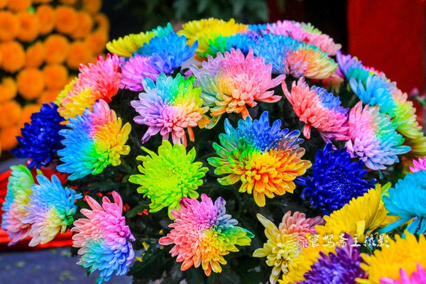 【宋都菊花季】龙亭，穿越到大宋朝去“黄袍加身”