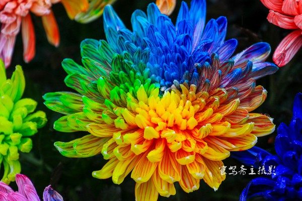 【宋都菊花季】龙亭，穿越到大宋朝去“黄袍加身”