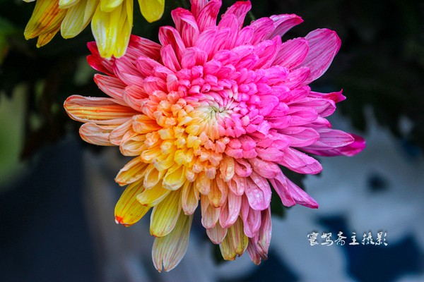 【宋都菊花季】龙亭，穿越到大宋朝去“黄袍加身”
