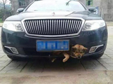 什么？撞了狗算逃逸，小虫子伤车漆？