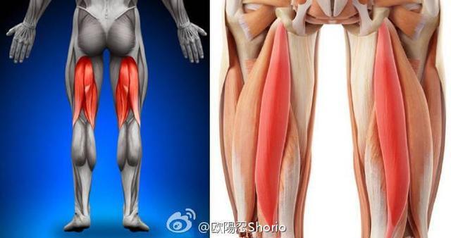 大腿腘旁肌训练3动作增强腿部肌群释放腿部力量威力