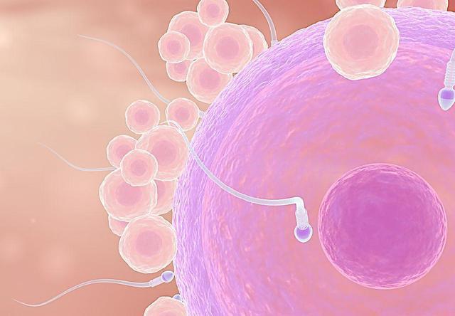 促进卵子质量方法大揭秘 备孕准妈看过来