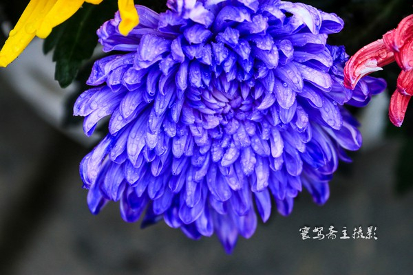 【宋都菊花季】龙亭，穿越到大宋朝去“黄袍加身”