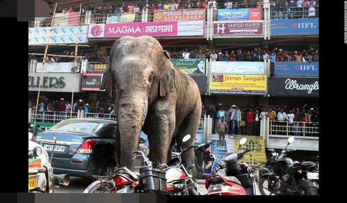 野生大象闯入人群闹市，随意践踏小车司机看到很心痛