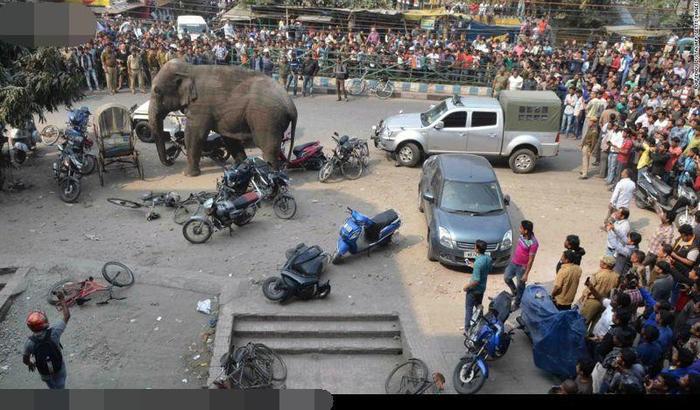 野生大象闯入人群闹市，随意践踏小车司机看到很心痛