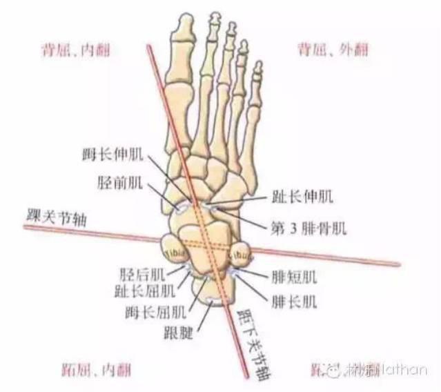 小粗腿背后的诱因，你从未发现的粗腿真相