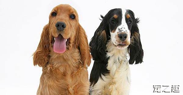英卡和美卡都是可卡犬！傻傻分不清楚！