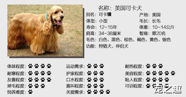 英卡和美卡都是可卡犬！傻傻分不清楚！