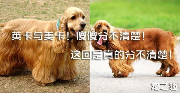 英卡和美卡都是可卡犬！傻傻分不清楚！