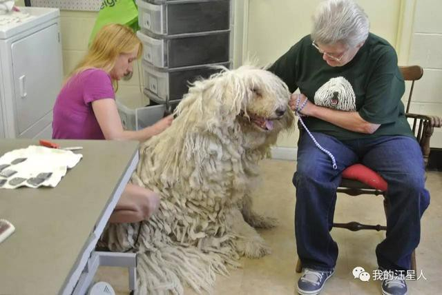 它们看起来像是“移动的拖把”,它们是拖把犬
