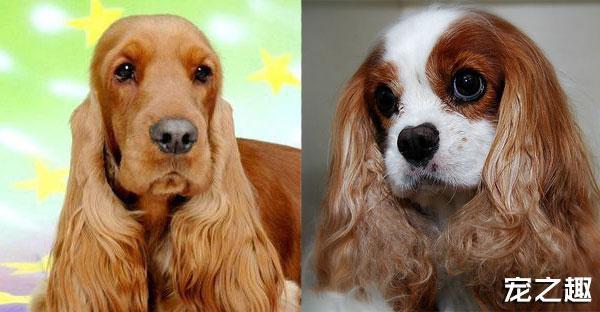 英卡和美卡都是可卡犬！傻傻分不清楚！