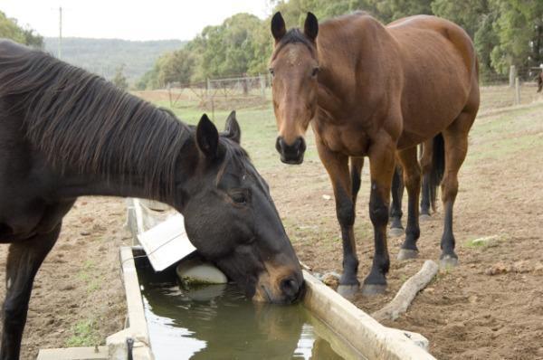 每天，马要喝多少水？ 要注意什么？