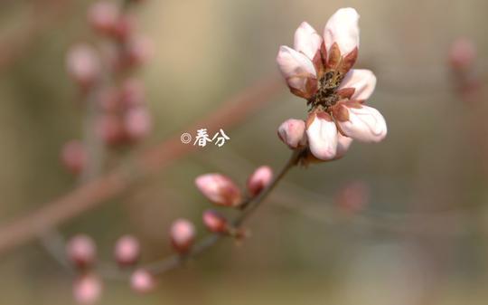 今日春分：趁取春光，莫负今朝！