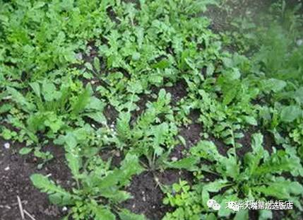 玩遍大连｜报告！有人开始挖野菜啦！