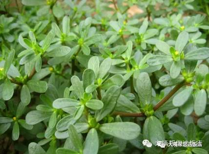 玩遍大连｜报告！有人开始挖野菜啦！