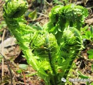 玩遍大连｜报告！有人开始挖野菜啦！