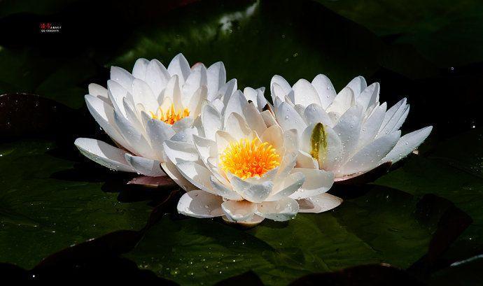 你知道莲花与佛教的关系吗？普及一下