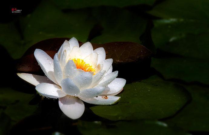 你知道莲花与佛教的关系吗？普及一下