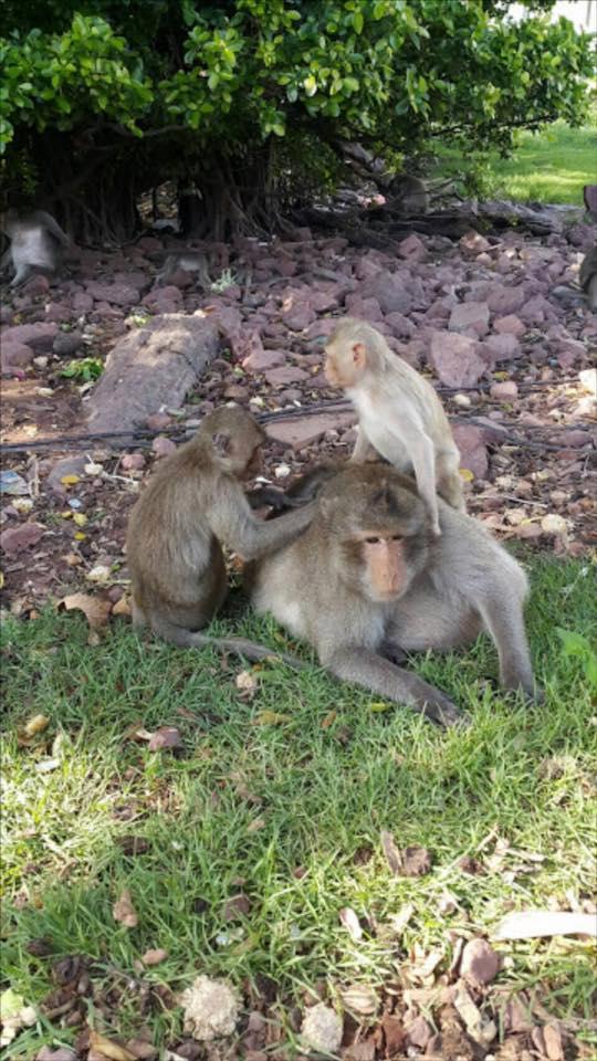 泰国胖猴子太贪吃成网红，肥成球后被送去强制减肥