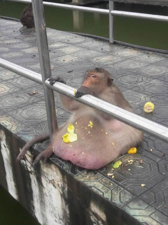 泰国胖猴子太贪吃成网红，肥成球后被送去强制减肥
