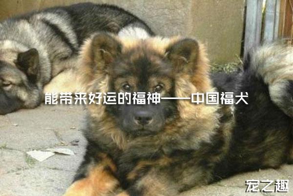 能带来好运的福神——中国福犬！