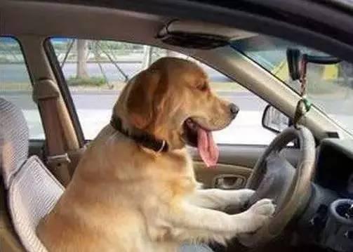 狗狗都成老司机了，你却连个女票都没有