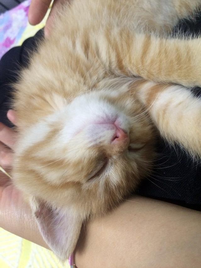 想象一下，喵星上全是睡大觉的懒猫，那是多么的爽
