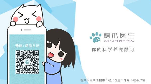 外网最红的10只猫，你都认识吗？