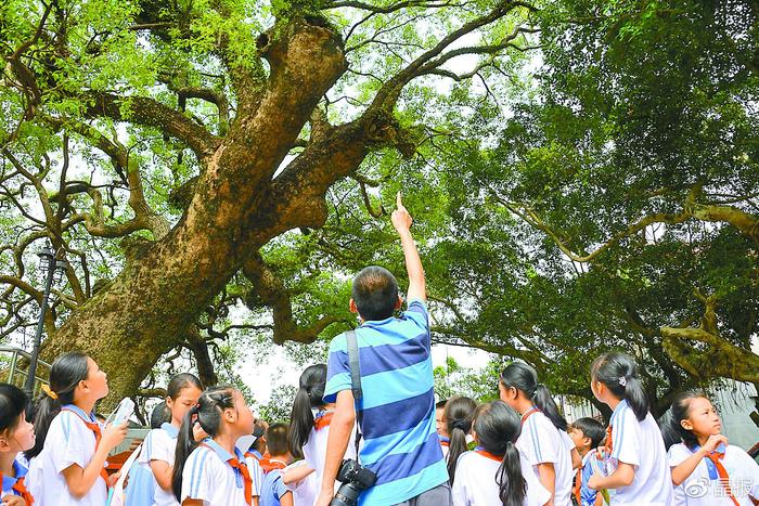 樟树爷爷有多老？“腰围”有多粗？树洞里藏着什么秘密……