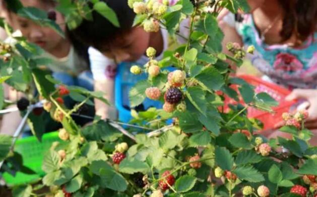 周末不一样的体验！带着孩子去荣昌区采摘树莓啦！