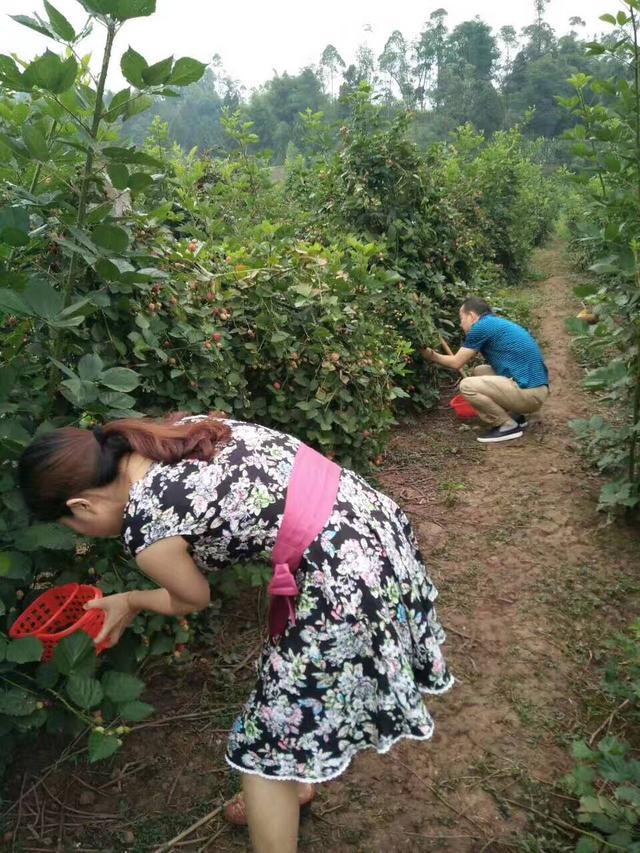 高考后旅游哪去耍？ 荣昌树莓邀您来采摘！！！