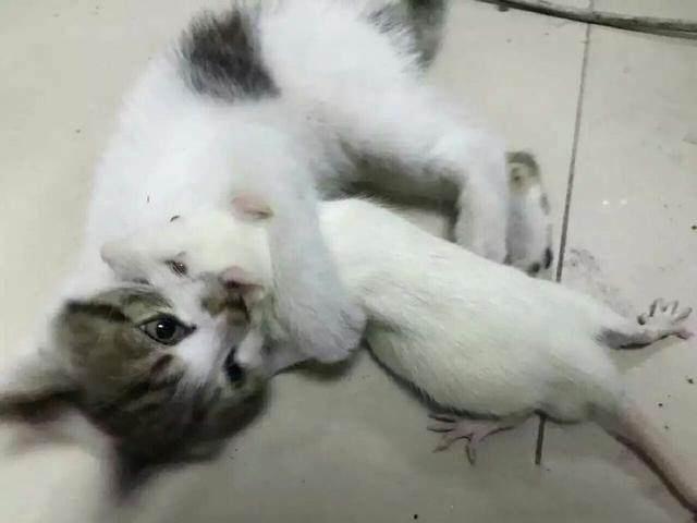 猫：亲爱的你感动吗？ 鼠：我是一点不敢动啊！