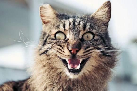 猫叫声的11种意思，都是喵喵喵却是不同意义的喵喵喵