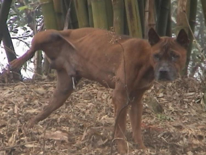 中华有名犬堪称小猎豹，四川青川犬狩猎威力无穷！