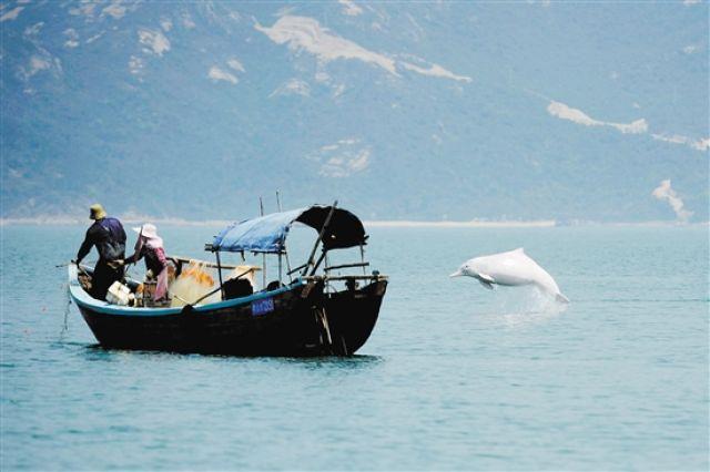 中华白海豚省级自然保护区:"水上大熊猫"安乐窝